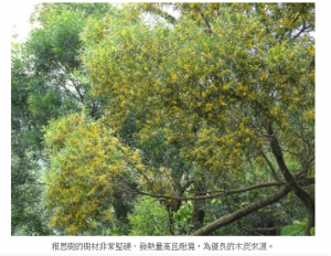 樟樹、樟湖環湖步道－談相思樹