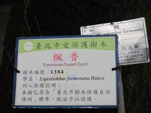 木柵國小楓香樹