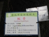 木柵國小楓香樹