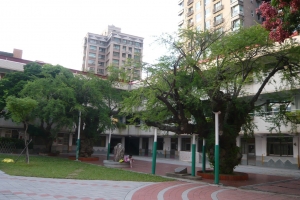 金龜樹