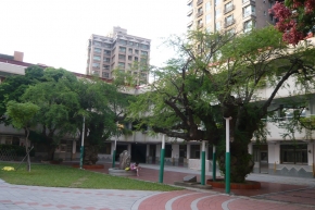 金龜樹