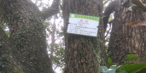 訪【老樟有情  文山有愛】的老樟樹